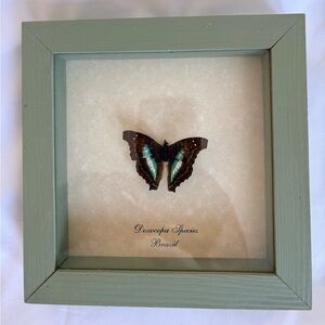 Butterfly Designs Real Butterfly Mounted in Sage Green Shadow Box